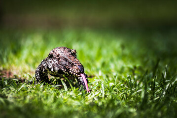 Argentine Black and White Tegu (Salvator merianae), similar to a Monitor Lizard, Ibera Wetlands (Esteros del Ibera), Corrientes Province, Argentina, South America