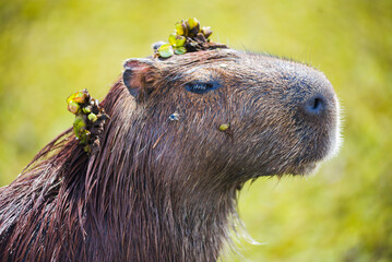 Capybara (Hydrochoerus hydrochaeris), Ibera Wetlands (aka Ibera Marshes), a marshland area in...