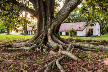 Old tree with twisted roots at Estancia San Juan de Poriahu, Ibera Wetlands, a marshland in...