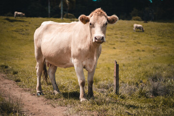 Fototapeta na wymiar Vaca branca olhando para frente