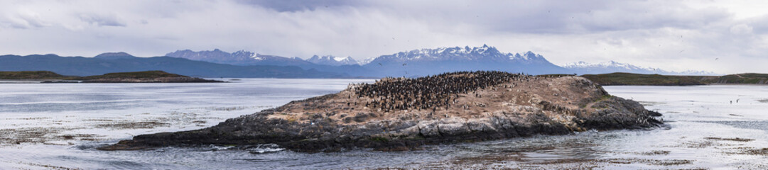 Cormorant colony, Ushuaia in the Beagle Channel (Beagle Strait), Tierra Del Fuego, Patagonia, Argentina, South America