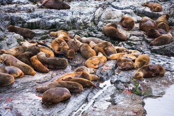 Fototapeta premium Beagle Channel Sea Lion colony, Ushuaia, Tierra Del Fuego, Patagonia, Argentina, South America