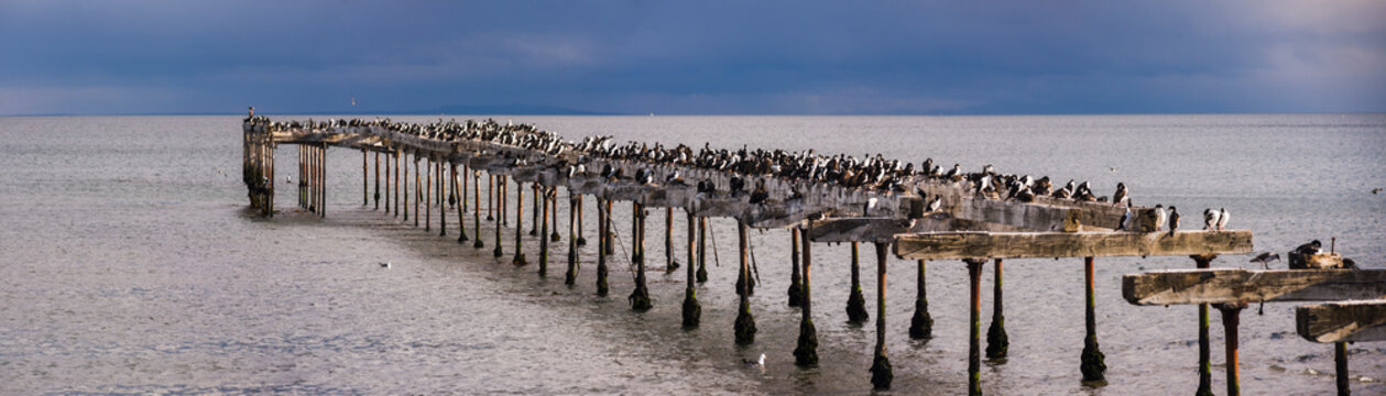 Cormorant colony on the old pier at Punta Arenas, Magallanes and Antartica Chilena Region, Chilean Patagonia, Chile, South America