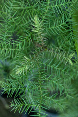 Araucaria cunninghamii colonial pine tree