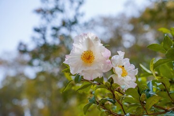 Obraz premium ひっそりと咲く満開の淡いピンクのサザンカの花