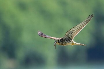 カエルを咥えて巣に戻る子育て中のチョウゲンボウ メス