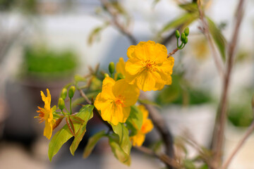 yellow apricot blossom