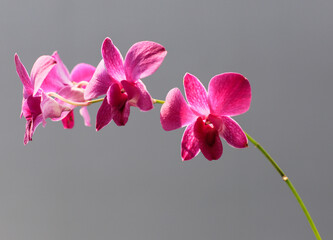 pink orchid on a gray background