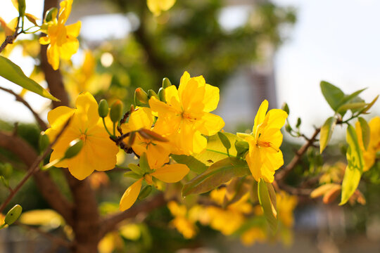 Yellow Apricot Blossom