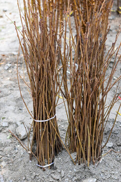 Bare Root Persimmon Fruit Trees