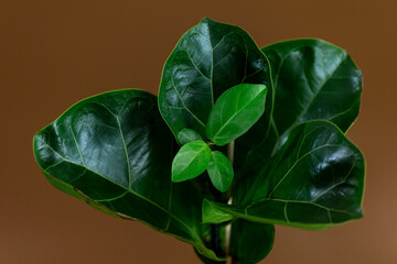 Close up of green leaf  of ficus lyrata or Fiddle Leaf Fig. Indoor gardening, houseplant care