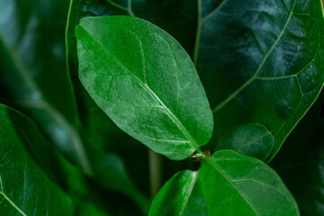 Close up of green leaf  of ficus lyrata or Fiddle Leaf Fig. Indoor gardening, houseplant care
