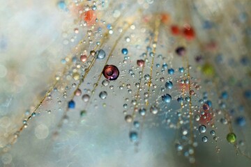 dandelion with drops