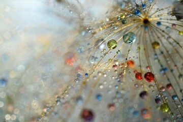 dandelion with drops