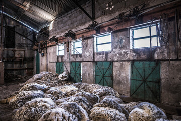 Inside the sheep shearing shed at Estancia La Oriental, Perito Moreno National Park, Santa Cruz Province, Patagonia, Argentina, South America