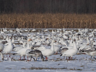 wild snow geese grazing on snow-covered grass