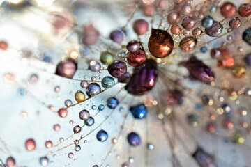 dandelion with drops
