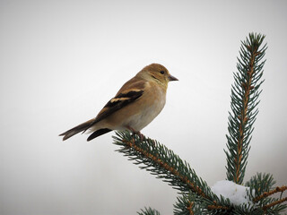 robin perched on a branch