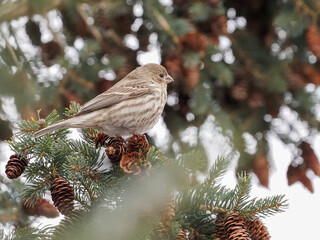 bird on a branch