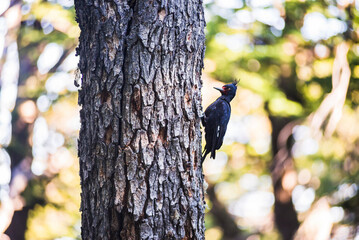 Female Magellanic woodpecker (Campephilus magellanicus), El Chalten, Patagonia, Argentina, South America