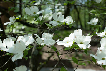 Flowering Dogwood