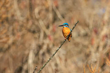 枝に止まって水面を見つめるカワセミ