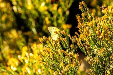 flowers in the grass