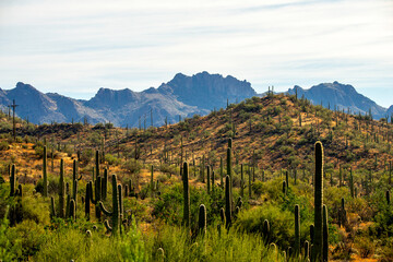 Tucson Arizona desert landscape