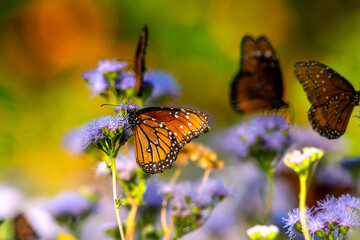 butterfly on a flower