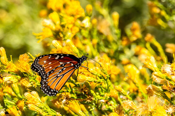 butterfly on flower