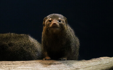 Fototapeta premium Dwarf Mongoose Watching