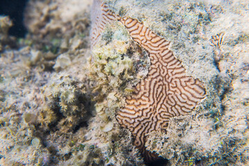 Coral in Muri Lagoon, Rarotonga, Cook Islands