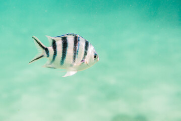 Underwater photo of a Sergeant Major Fish aka píntano (Abudefduf saxatilis) in Muri Lagoon, Rarotonga, Cook Islands, background with copy space