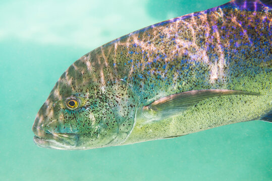 Underwater photo of a Bluefin Trevally aka Bluefin Kingfish (Caranx melampygus) in Muri Lagoon, Rarotonga, Cook Islands