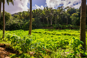 Farmland along the old Polynesian inner circle road (Ara Metua), Rarotonga, Cook Islands