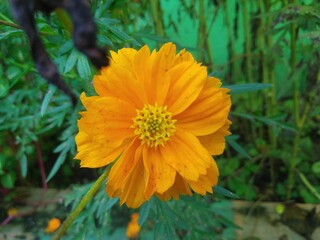 yellow cosmos flower with blue sky background in the morning