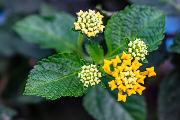 Obraz premium Plants and Flowers captured using DSLR camera