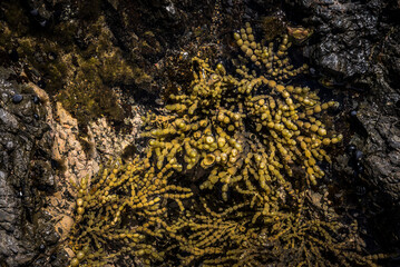 Seaweed on rocks detail, Russell, Bay of Islands, Northland Region, North Island, New Zealand