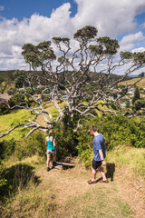 Walking on Tapeka Point, Russell, Bay of Islands, Northland Region, North Island, New Zealand