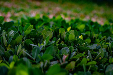 Plants and Flowers captured using DSLR camera