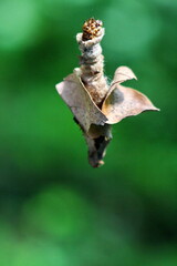 Bagworm in the Intag Valley outside of Apuela, Ecuador