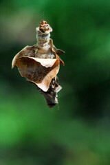 Bagworm in the Intag Valley outside of Apuela, Ecuador