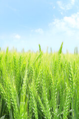 Green wheat spikelets in field, closeup