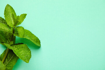 Fresh mint on color background