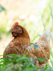 Chickens foraging in the fields in the morning sun.