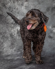 A dark brown Labradodle