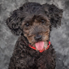 A dark brown Labradodle