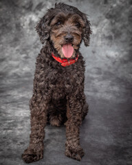 A dark brown Labradodle