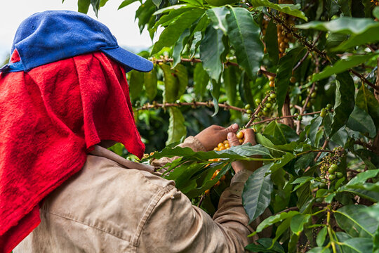 Colombian coffee