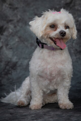 A small, white cross breed dog between a Bichon Frise and a Maltese Terrier.